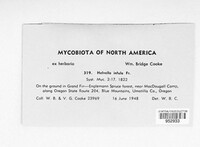 Gyromitra infula image